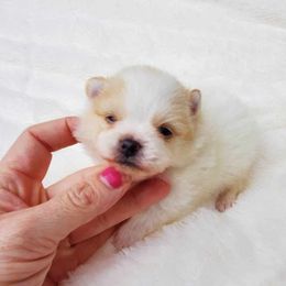 Pomeranian Puppies from Deborah's Darlings