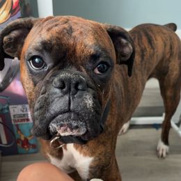 Thor - Boxer