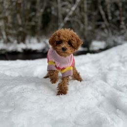 Cavapoo, Cockapoo, and Poodle Puppies from Heavenly Puppies to Love