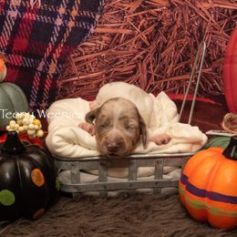 Dachshund Puppies from Johnson's Teeny Weenies
