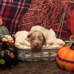 Dachshund Puppies from Johnson's Teeny Weenies