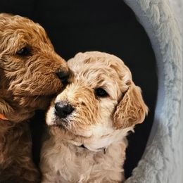 Double Doodles and Goldendoodles from Cute & Curly Doodles
