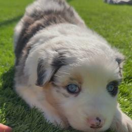 Pearl - Blue merle female Australian Shepherd puppy in Springfield, Oregon from Shelter Cove Aussies