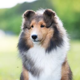 Mackenzie - Shetland Sheepdog