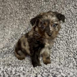 Puddin' - Blue merle male Miniature Australian Shepherd puppy in Michie, Tennessee from Acton Aussies