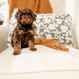 Sage - Phantom female Bernedoodle puppy in Sharpsburg, Georgia from Steindoodles
