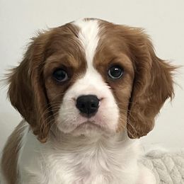 Cavalier King Charles Spaniels from Fairytale Cavaliers