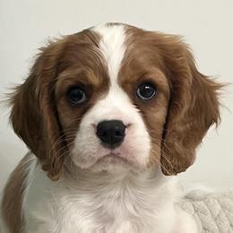 Cavalier King Charles Spaniels from Fairytale Cavaliers