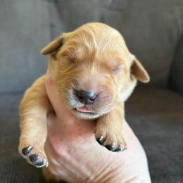 Purple Collar - Golden female Golden Retriever puppy in Mountain Home, Idaho from Poppy's Garden Golden Retrievers