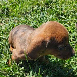 Dax - Dapple male Dachshund puppy in Hartville, Missouri from Aimee C. Doxies