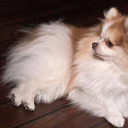 Jamie - Pomeranian