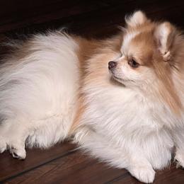 Jamie - Pomeranian
