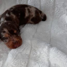 Nash - Dapple male Dachshund puppy in San Diego, California from Enchantables