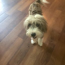Mazikeen - Red merle female Aussiedoodle puppy in Oak Island, North Carolina from Double Doodle Aussiedoodle