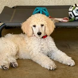 Mookie - Apricot male Poodle puppy in Nipomo, California from Central Coast Standard Poodles & Cavaliers