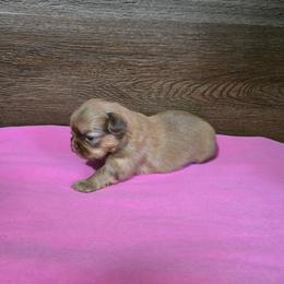 Female 2 - Chocolate and tan female Shih Tzu puppy in Meadows Of Dan, Virginia from Walt’s Shih Tzus