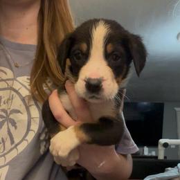 Maroon Boy - Black, white and red male Greater Swiss Mountain Dog puppy in Lower Burrell, Pennsylvania from Polyanna’s GSMD