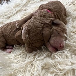 Girl 1 - Poodle puppy in Oxford, Alabama from Posh Poodles Alabama