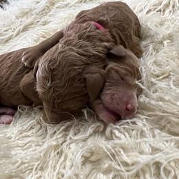 Girl 1 - Poodle puppy in Oxford, Alabama from Posh Poodles Alabama