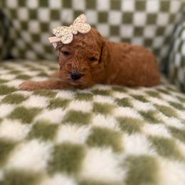 Clover - Red female Cavapoo puppy in Queen Creek, Arizona from Sunny Doodles
