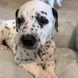 Bingbing bong - White and black male Dalmatian puppy in Fort Cavasos, Texas from Mainstreet Dalmation
