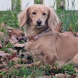 Basset Hounds and Dachshunds from Lindsey Smith