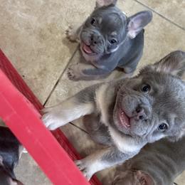 French Bulldogs from French Kisses