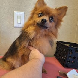 Ember AKC - Orange sable female Pomeranian puppy in Mountain Home, Arkansas from Hilltop Shih Tzu and Pomeranians