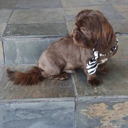 Aries Star - Liver and white male Shih Tzu puppy in Benbrook, Texas from 2 Sons & 4 Paws Puppies
