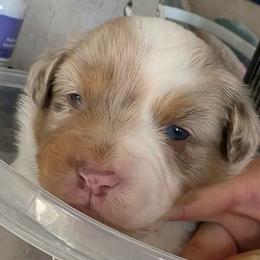Red collar - Red merle male Miniature American Shepherd puppy in Pueblo West, Colorado from Bear River Ranch LLC