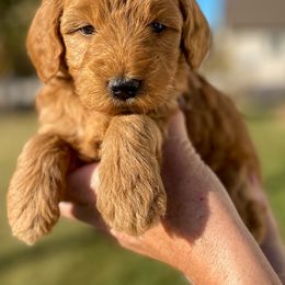 Cavapoo and Goldendoodle Puppies from A2Z Doodles