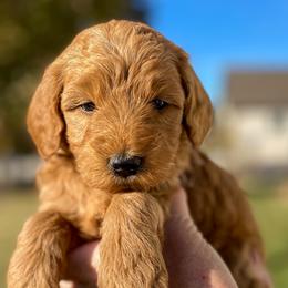 Cavapoo and Goldendoodle Puppies from A2Z Doodles