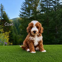 Cash Blue Collar Boy - Red  male Goldendoodle puppy in Roseburg, Oregon from Dbos Furry Friends