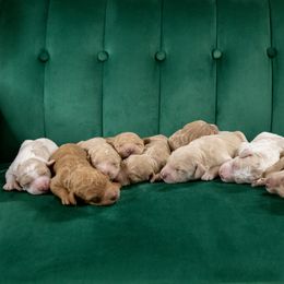 Bernedoodle and Goldendoodle Puppies from Gold Diamond Pup