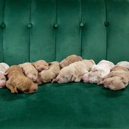 Bernedoodle and Goldendoodle Puppies from Gold Diamond Pup