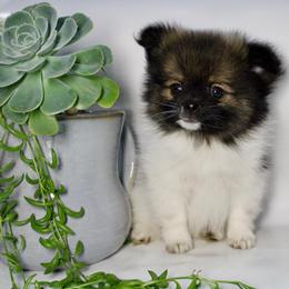 Chip - Black and tan parti male Pomeranian puppy in Los Angeles, Santa Clarita, California from LT_Poms