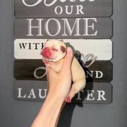 Yellow collar - Cream male French Bulldog puppy in Port Charlotte, Florida from Cloud Nine Ranch Bullies