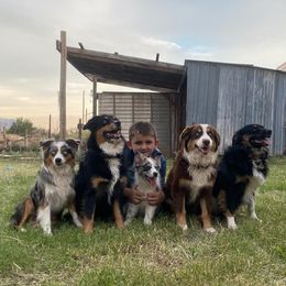 Aussiedoodles and Miniature Australian Shepherds from Zia Desert Aussies