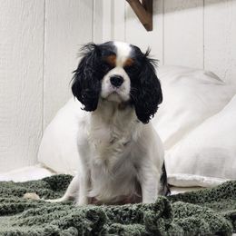 Anna - Cavalier King Charles Spaniel