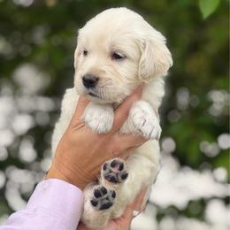 Turquoise Girl - Light golden female Golden Retriever puppy in Utah from Deseret Peak Goldens
