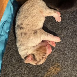 Red merle girl - Red merle male Australian Shepherd puppy in Lancaster, California from Leyline Australian Shepherds