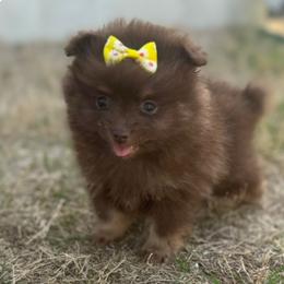 Stella - Chocolate and tan female Pomeranian puppy in Willow Spring, North Carolina from GTBBF Pomeranians