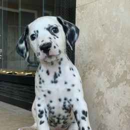 Boy 5 - White and black male Dalmatian puppy in Lake Mathews, California from Bully Market