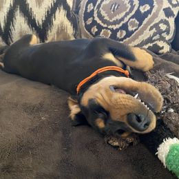 Black and Tan Coonhound Puppies from Toodaloo Coonhounds