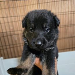 Cratos - Blue Collar Male - Bi-color male German Shepherd puppy in Hawthorne, Florida from Lace's High Flying German Shepherds And Golden Retrievers
