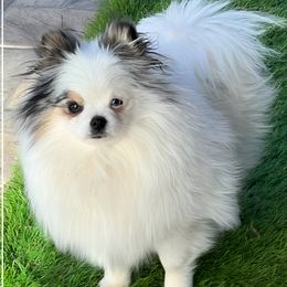 Dior - Pomeranian