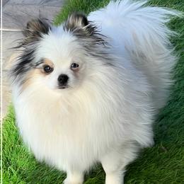 Dior - Pomeranian
