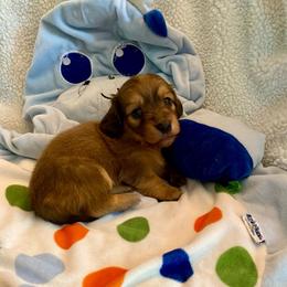 Lulou - Cream female Dachshund puppy in Wolf Lake, Indiana from Canisteo Dachshunds