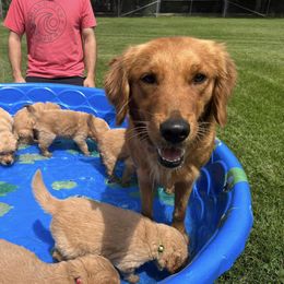 Golden Retriever Puppies from Geronimo Golden Retrievers
