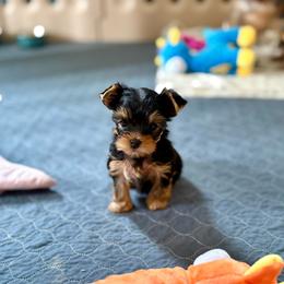 Pink Collar - Blue and gold female Yorkshire Terrier puppy in York County, Pennsylvania from Diamond in a Rough Yorkies